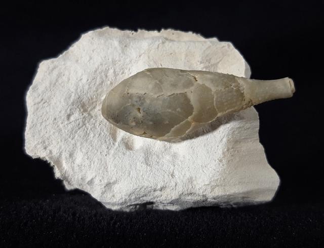 Stachel eines Tylocidaris baltica (SCHL�TER 1892) - Bild &copy; FossNet FossilienStore